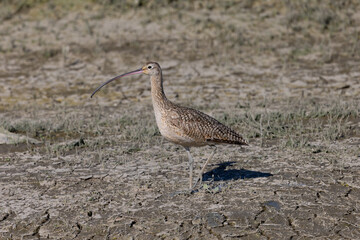 Close up of a long-billed curlew, seen in the wild in  a North California marsh