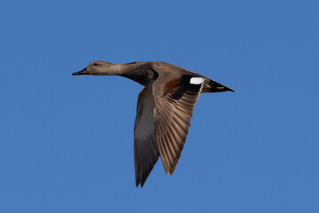 Fototapeta na wymiar Gadwall flying, seen in the wild in North California