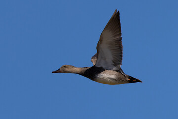 Gadwall  flying, seen in the wild in North California