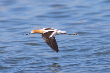 American avocet flying over water, seen in the wild in a North California marsh 