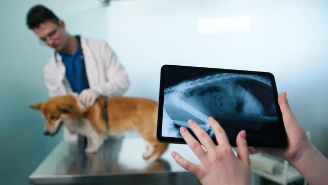 Closeup vet hands holding touchpad and checking lung tumor image on skeleton picture. Corgi pet standing on examination table as veterinarian assesses dogs health on tablet computer with X-Ray scans