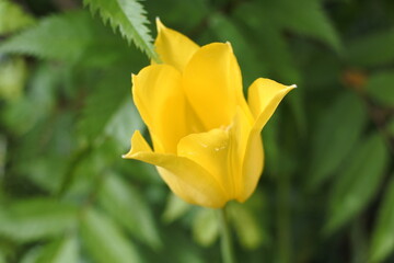 黄色いチューリップ