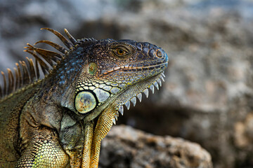 Close-up of the head of an iguana. Iguana dragon. Iguana lizard on a stone. Green lizards iguana. Big reptilian on an nature.