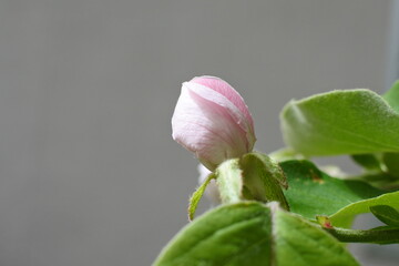 マルメロのつぼみ