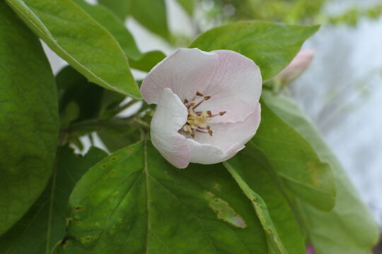 マルメロのつぼみ