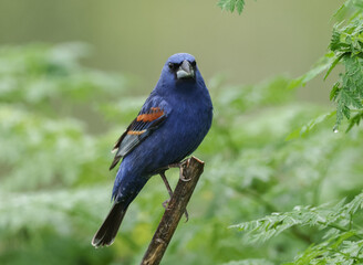 Blue Grosbeak on a Branch