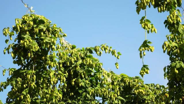 Fresh cones of common hops on blue sky background on sunny day