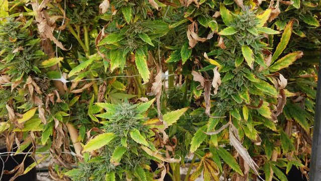 Cannabis plant in curative cannabis weed farm for medical cannabis product . The indoor agriculture farm provide high quality medicinal cannabis production for health care and medicine uses . High qua