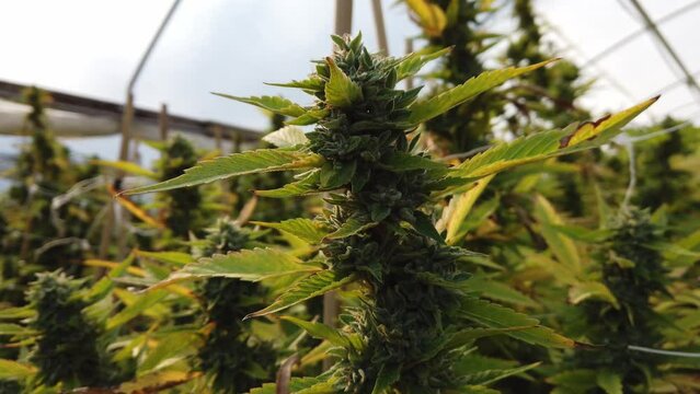 Cannabis plant in curative cannabis weed farm for medical cannabis product . The indoor agriculture farm provide high quality medicinal cannabis production for health care and medicine uses . High qua