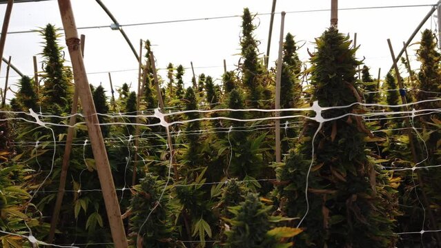 Cannabis plant in curative cannabis weed farm for medical cannabis product . The indoor agriculture farm provide high quality medicinal cannabis production for health care and medicine uses . High qua