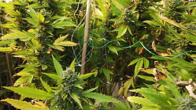 Cannabis plant in curative cannabis weed farm for medical cannabis product . The indoor agriculture farm provide high quality medicinal cannabis production for health care and medicine uses . High qua