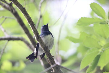 Blue-and-White Flycatcher (Cyanoptila cyanomelana) male in Japan