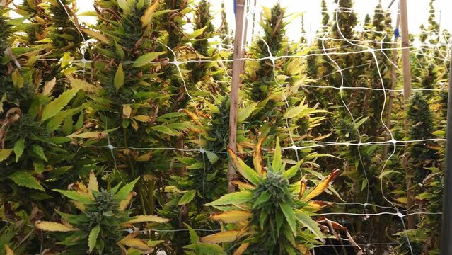 Cannabis plant in curative cannabis weed farm for medical cannabis product . The indoor agriculture farm provide high quality medicinal cannabis production for health care and medicine uses . High qua