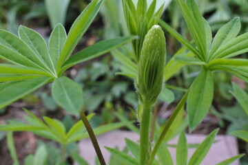 ルピナスのつぼみ