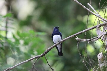 Blue-and-White Flycatcher (Cyanoptila cyanomelana) male in Japan