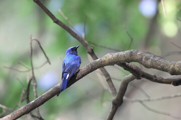 Blue-and-White Flycatcher (Cyanoptila cyanomelana) male in Japan