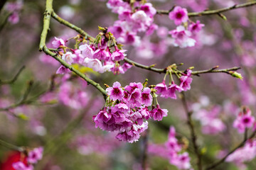 Fototapeta premium Cherry blossoms blooming in Big Bear Cherry Blossom Forest in Sanxia District, New Taipei City, Taiwan
