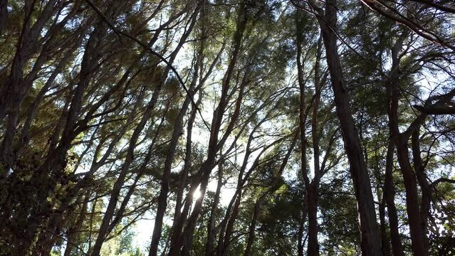 Upward tilt towards canopy of podocarp forest as sunshine sparkles through - Ashley Gorge Waterfall Track (New Zealand)