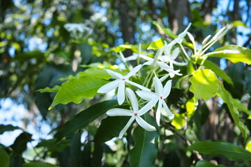 White Kopsia flowers blooming on a tree. The Penang Sloe (Kopsia Arborea Blume) herbaceous plant...