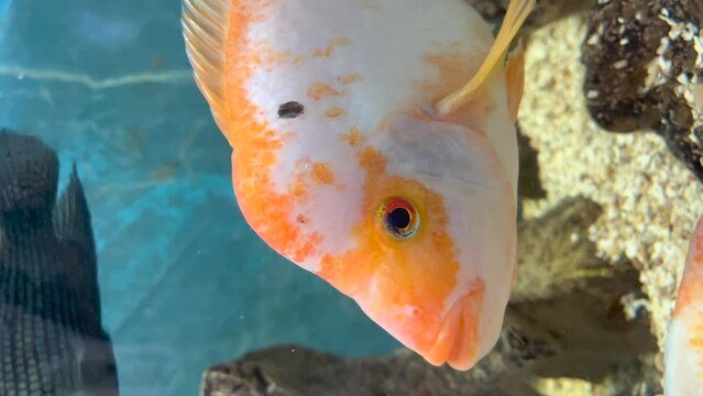 Close up vertical shot of the head of a cichlid fish of the king midas species