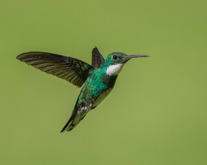 Picaflor garganta blanca © Paula