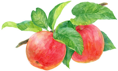 2つの実とたくさんの葉がついたリンゴの枝の水彩画イラスト