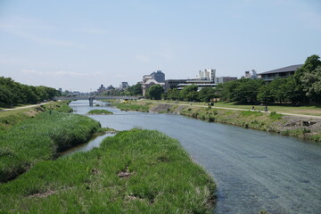 京都市を流れる鴨川の初夏