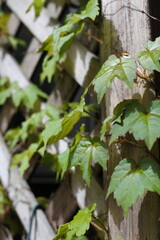 アイビーフェンス、蔦と柵