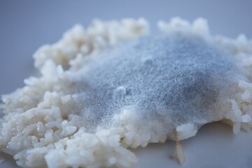 Gray mold on rotten rice. Closeup of clusters of gray mold spores on spoiled ripe rice on white tiled plate background with selective focus.