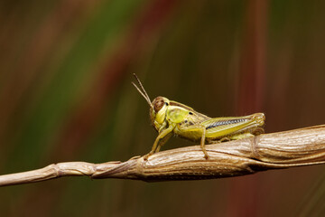 grasshopper on a leaf