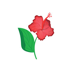 Red hibiscus flower on white background
