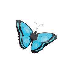 Beautiful blue butterfly on white background
