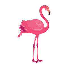 Beautiful pink flamingo on white background