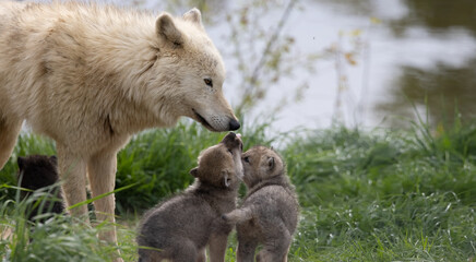 Wolf and Pups, Wildlife Parenthood: Protective Adult Wolf (Canis lupus) Is Watching Over The Young....