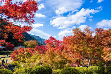 青い空と雲を背景に紅葉に映える日本庭園
A Japanese garden that shines in autumn...