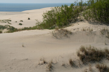 View of Staroderevenskaya dune from the height of Efa (Walnut Dune) and the Baltic Sea in the background on a sunny summer day, Curonian Spit, Kaliningrad region, Russia