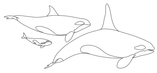 Orca killer whale on line illustration © Ian
