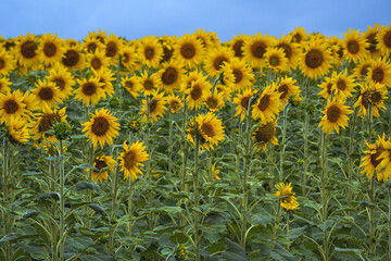 Obraz premium field of sunflowers