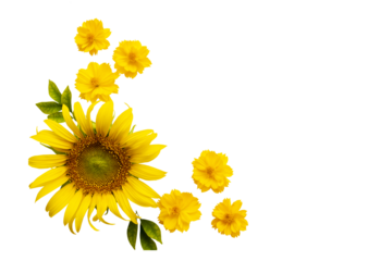 yellow flowers sunflowers, cosmos arrangement flat lay postcard style