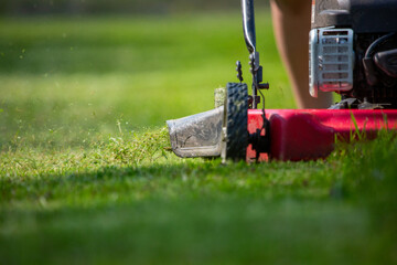 cut grass coming out of shout of the red lawn mower 