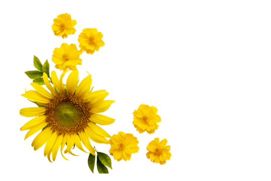 yellow flowers sunflowers, cosmos arrangement flat lay postcard style