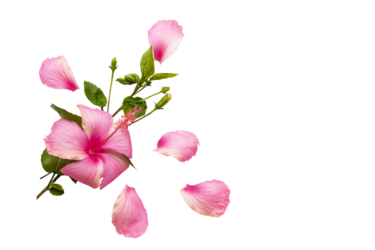 pink flowers hibiscus local flora of asia arrangement flat lay postcard style