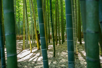 鎌倉の竹林