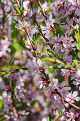 Flower wallpaper. Almond blossom bush at garden in spring time. Selective focus