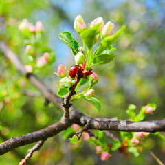 ladybug on apple tree branch with unopened bud of flower. Beautiful landscape wallpaper. Selective focus