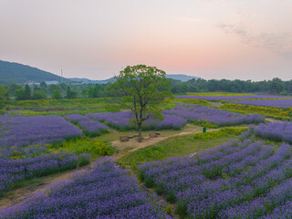 Fototapeta premium Aerial view of Jiufengshan Flower Sea Park in Wuhan Optics Valley
