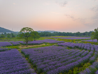 Fototapeta premium Aerial view of Jiufengshan Flower Sea Park in Wuhan Optics Valley