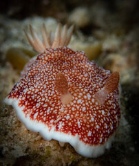 Nudibranch (𝘎𝘰𝘯𝘪𝘰𝘣𝘳𝘢𝘯𝘤𝘩𝘶𝘴 𝘳𝘦𝘵𝘪𝘤𝘶𝘭𝘢𝘵𝘶𝘴)
Shot in Anilao, Batangas, Philippines 