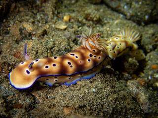 Nudibranch (𝘎𝘰𝘯𝘪𝘰𝘣𝘳𝘢𝘯𝘤𝘩𝘶𝘴 𝘬𝘶𝘯𝘪𝘦𝘪)
Shot in Anilao, Batangas, Philippines 