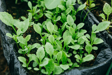 asters sprouts on a bed in a greenhouse in spring. 20 May 2023. Russia.